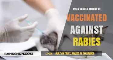 Safeguarding Your Kitten: The Optimal Time for Rabies Vaccination