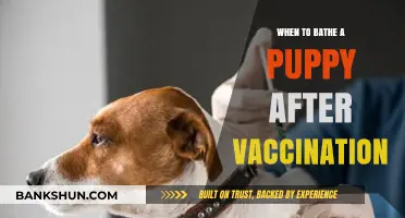 Post-Vaccination Puppy Bathing: Timing and Tips for New Pet Owners