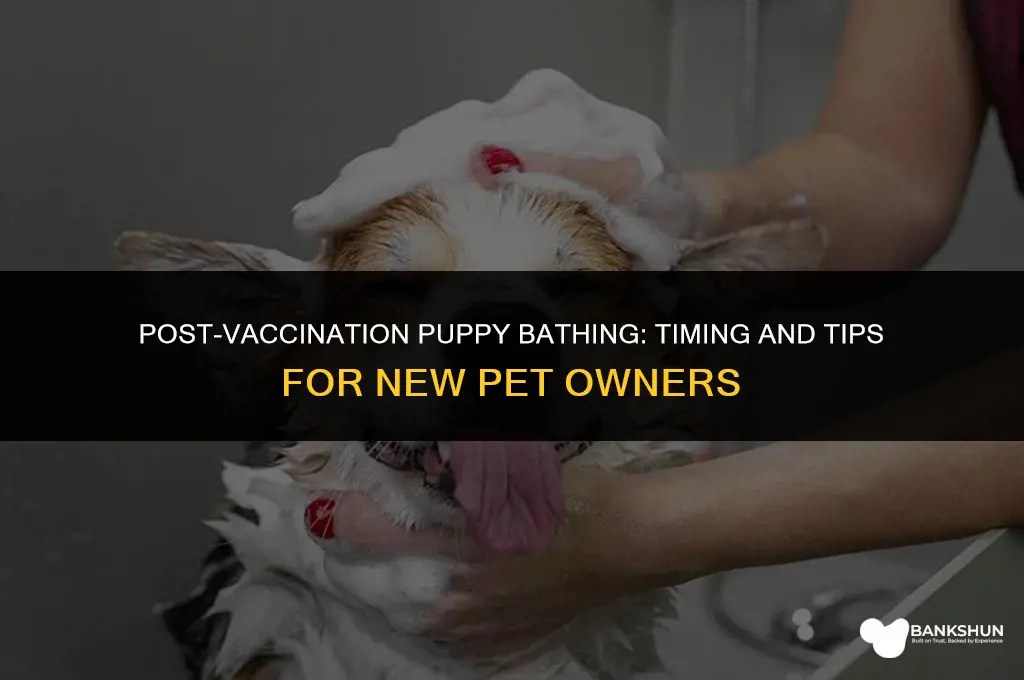 when to bathe a puppy after vaccination