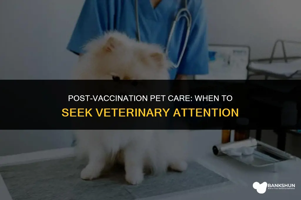 when to call the vet after vaccinations
