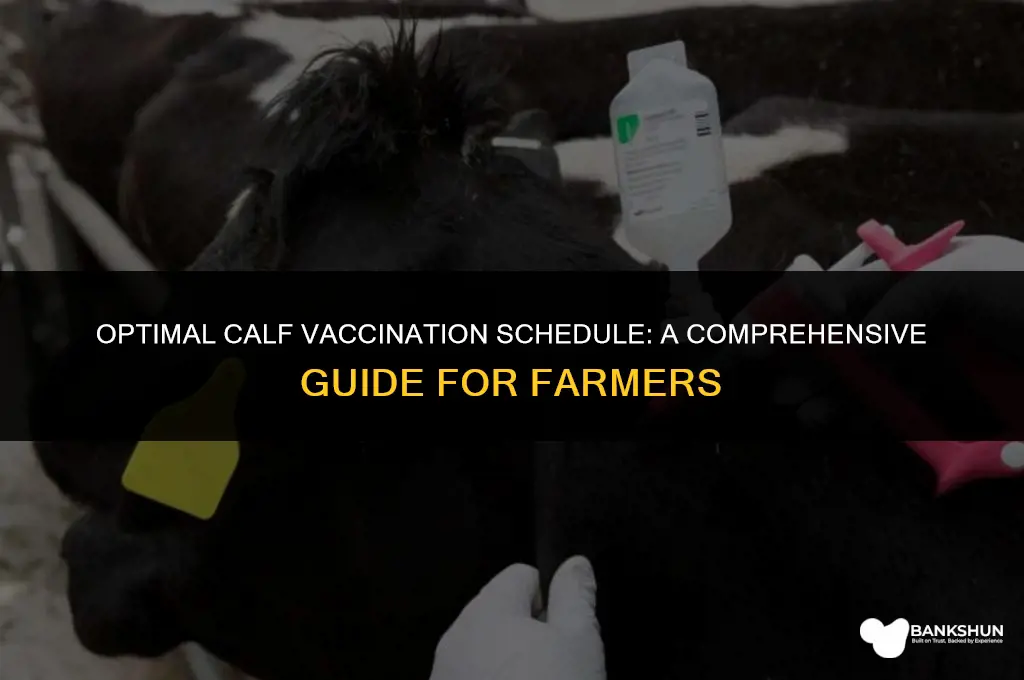when to start giving vaccines to calves