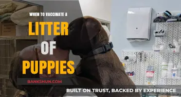 Protecting Paws: The Optimal Time to Vaccinate Your Puppy Litter