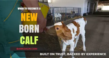 Optimal Timing for Vaccinating Newborn Calves: A Comprehensive Guide