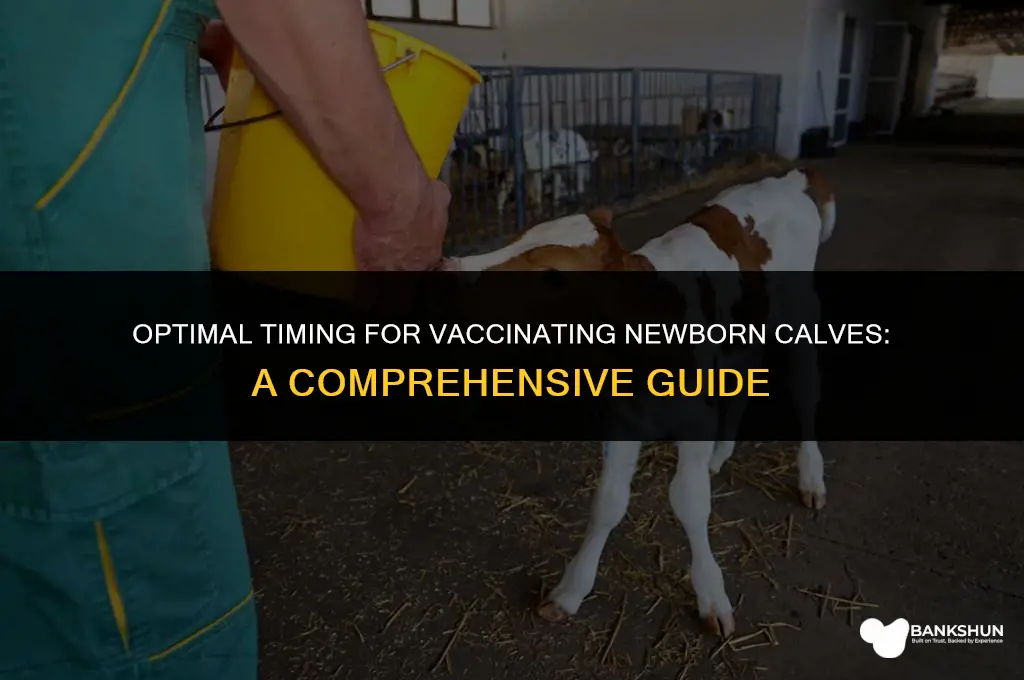 when to vaccinate a new born calf