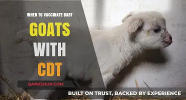 Optimal Timing for CDT Vaccination in Baby Goats: A Guide