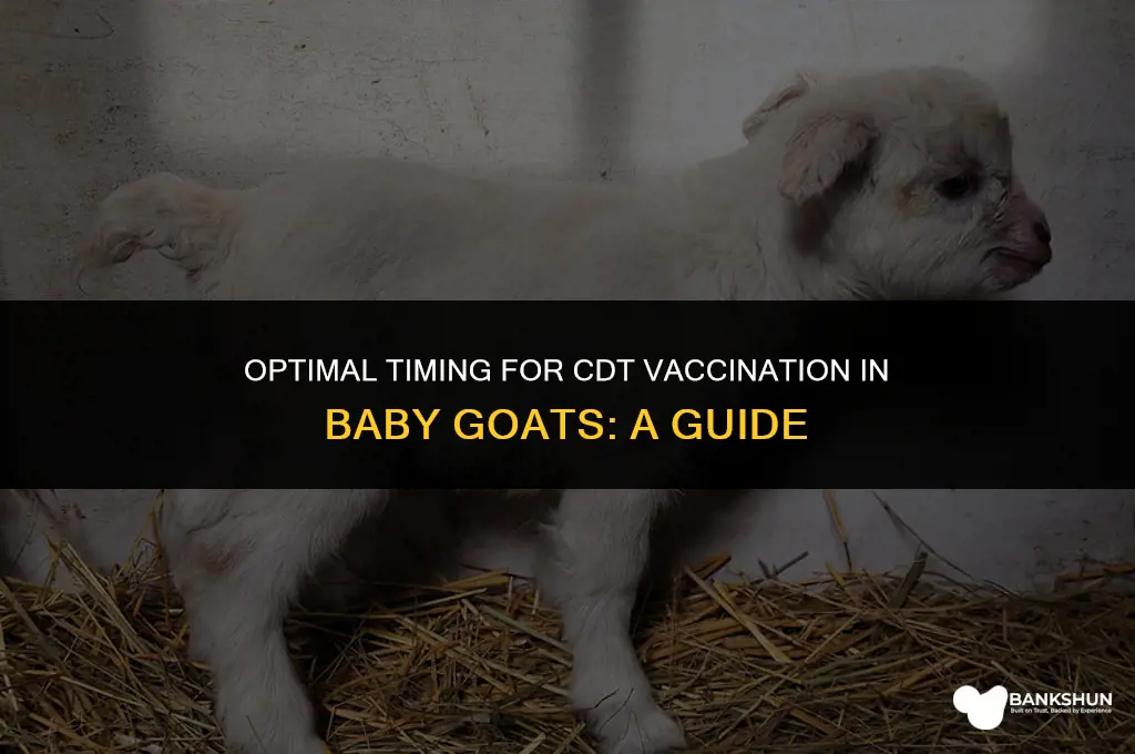 when to vaccinate babt goats with cdt