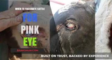Optimal Timing for Pink Eye Vaccination in Cattle: A Comprehensive Guide