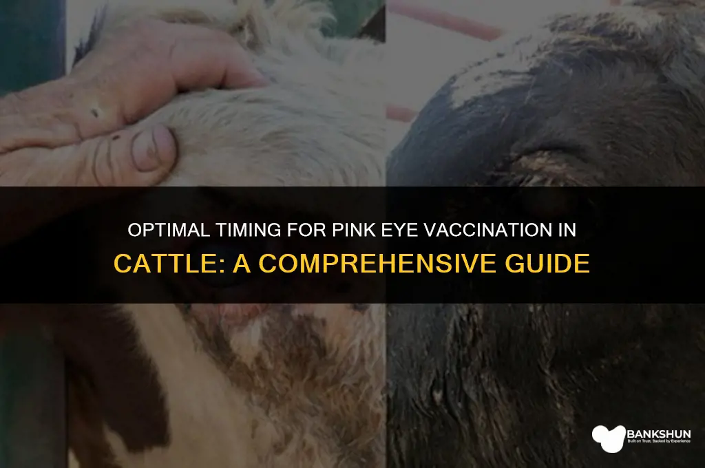 when to vaccinate cattle for pink eye