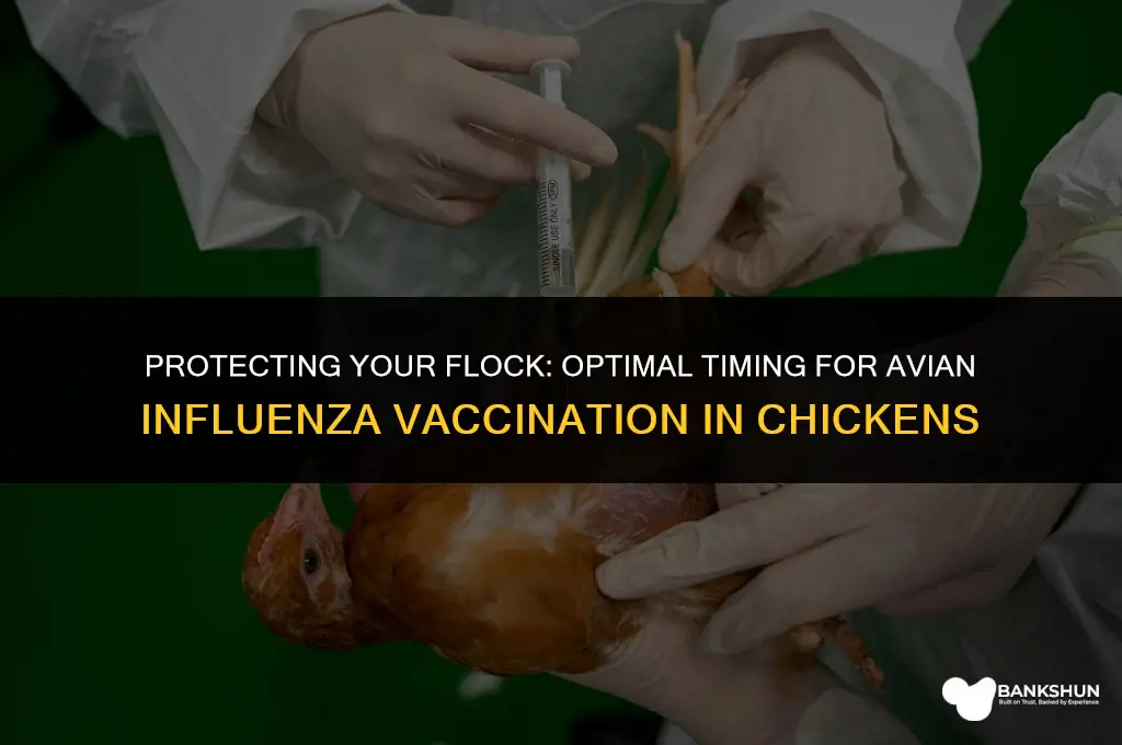 when to vaccinate chickens for avian influenza