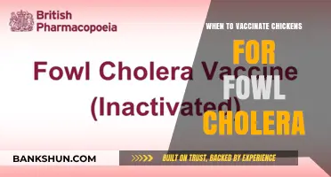 Protecting Your Flock: Optimal Timing for Fowl Cholera Vaccination