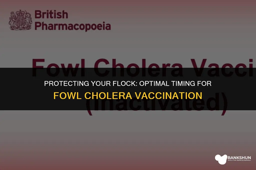 when to vaccinate chickens for fowl cholera