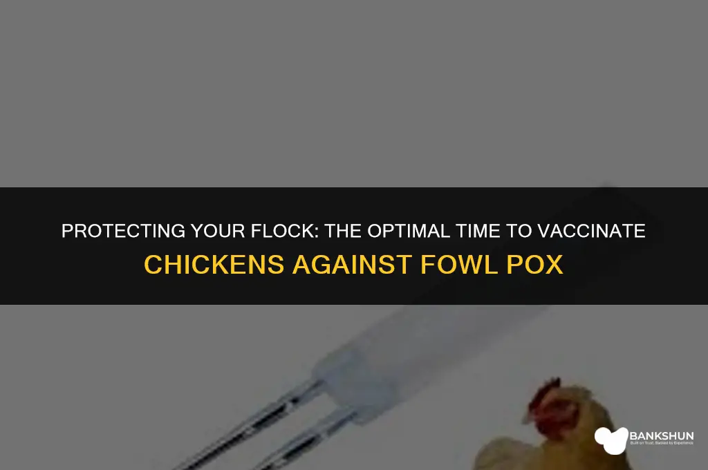 when to vaccinate chickens for fowl pox