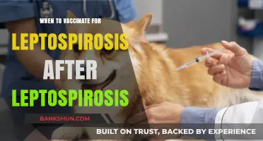 Protecting Against Leptospirosis: A Guide to Post-Infection Vaccination Timing