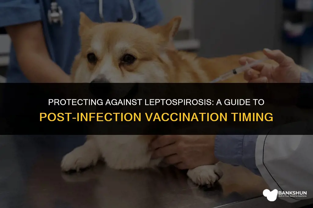 when to vaccinate for leptospirosis after leptospirosis
