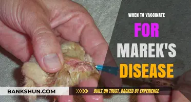 Protecting Poultry: Optimal Timing for Marek's Disease Vaccination