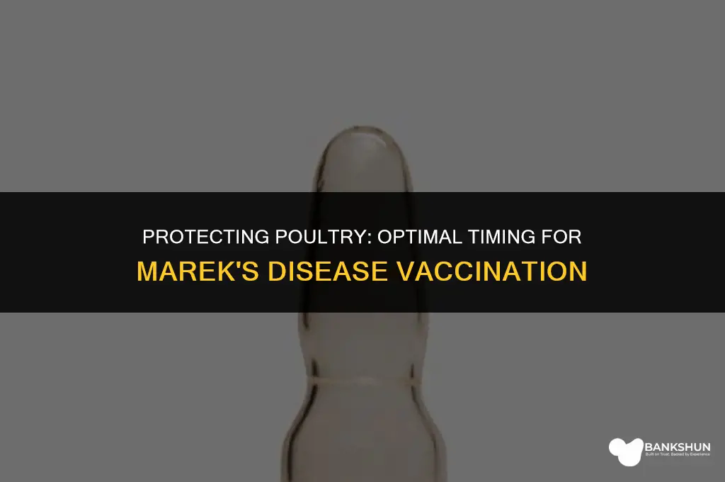 when to vaccinate for marek