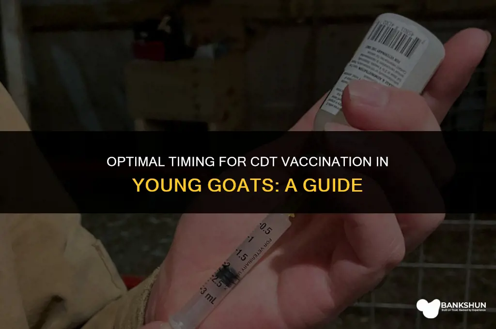 when to vaccinate goat kids for cdt
