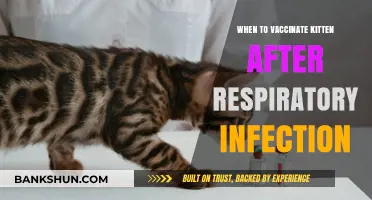 Feline Respiratory Health: Optimal Timing for Kitten Vaccinations Post-Infection