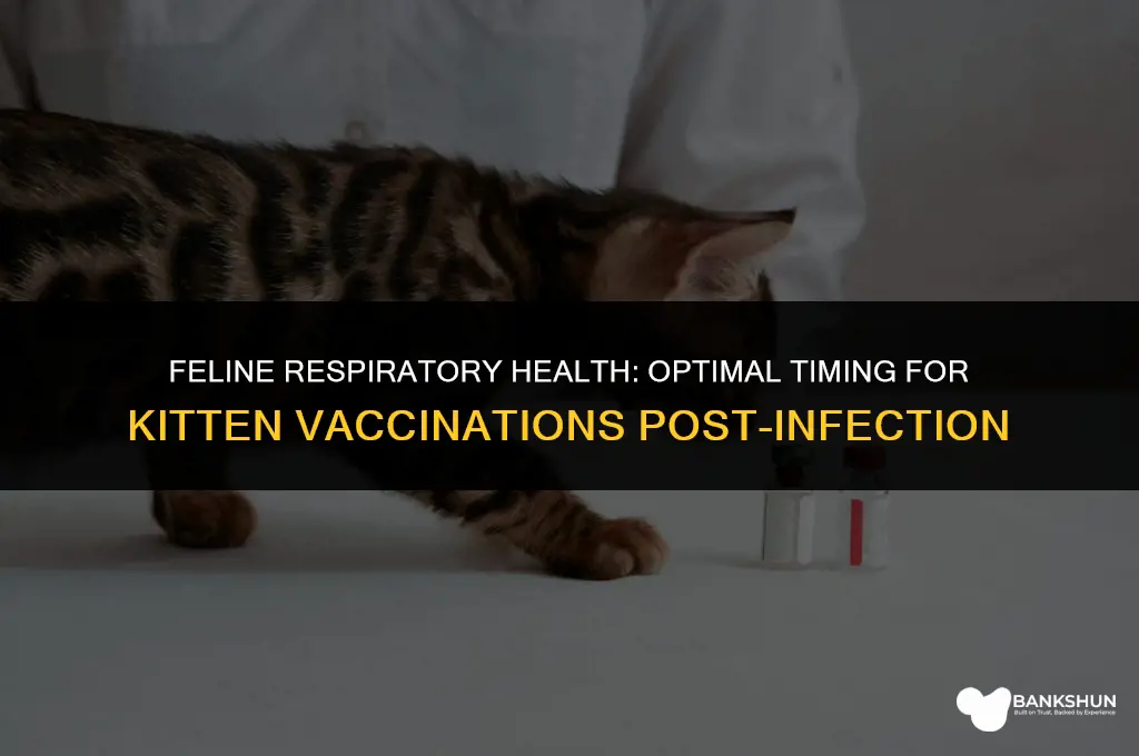 when to vaccinate kitten after respiratory infection