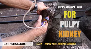 Optimal Vaccination Timing for Lambs Against Pulpy Kidney Disease