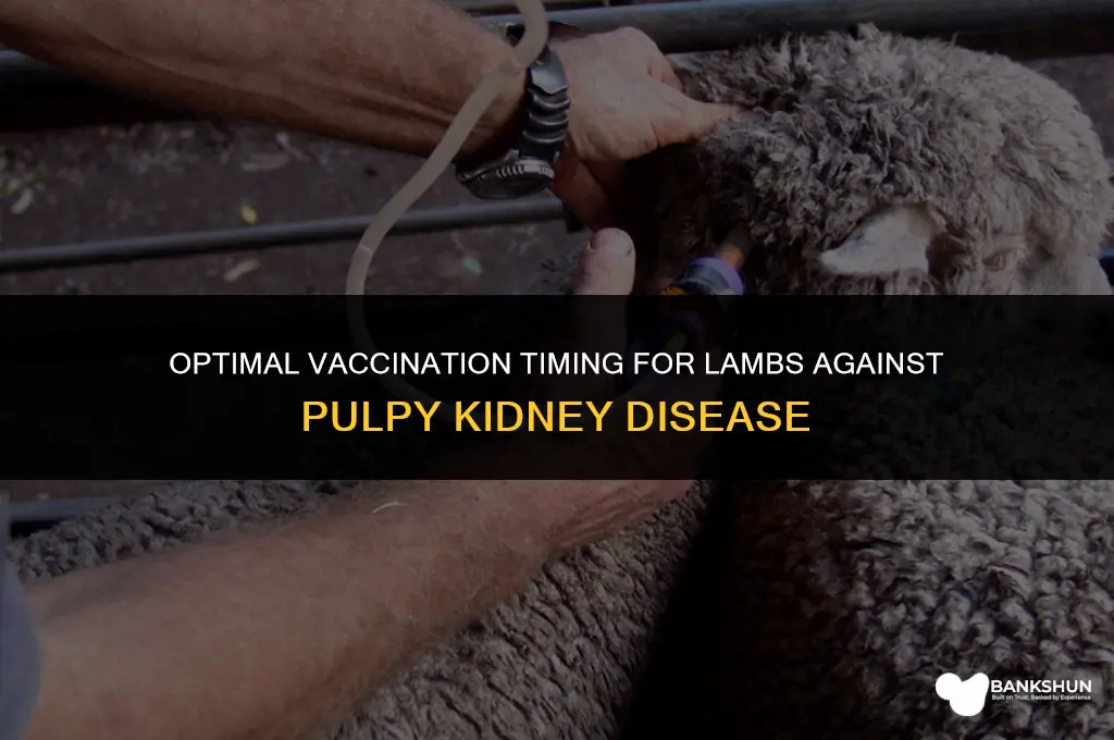 when to vaccinate lambs for pulpy kidney