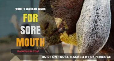 Optimal Timing for Lamb Sore Mouth Vaccination: A Comprehensive Guide