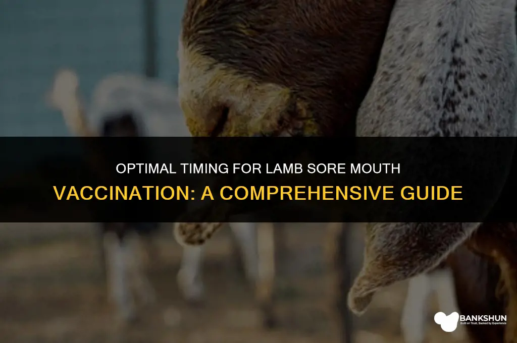 when to vaccinate lambs for sore mouth