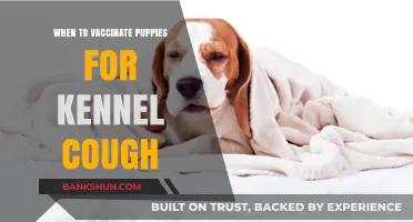 Protecting Your Pup: The Optimal Time to Vaccinate Against Kennel Cough