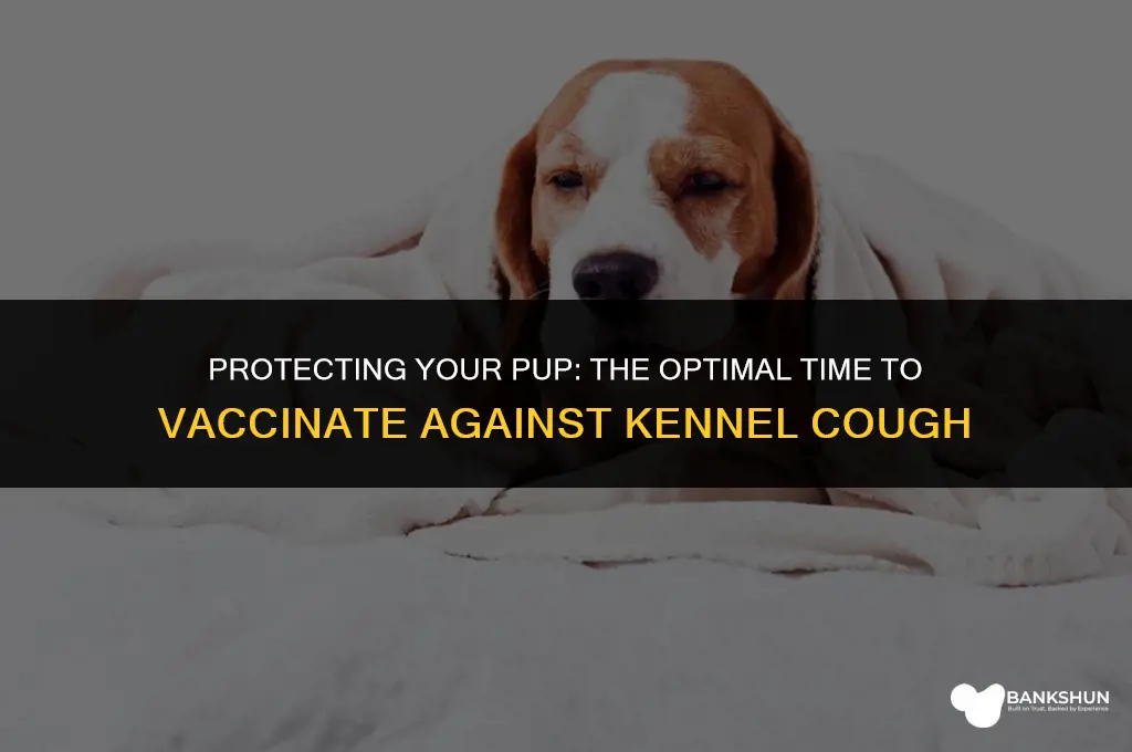 when to vaccinate puppies for kennel cough