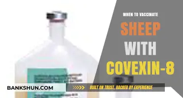 Optimal Timing for Covexin-8 Vaccination in Sheep: A Comprehensive Guide