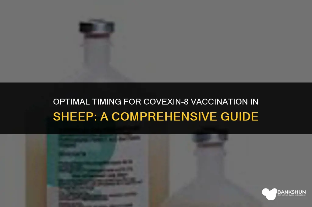 when to vaccinate sheep with covexin-8