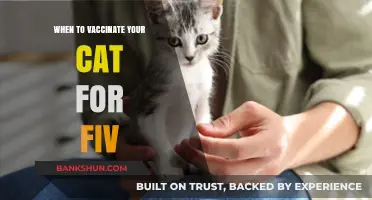 Feline Immunization: Optimal Timing for Your Cat's FIV Vaccine