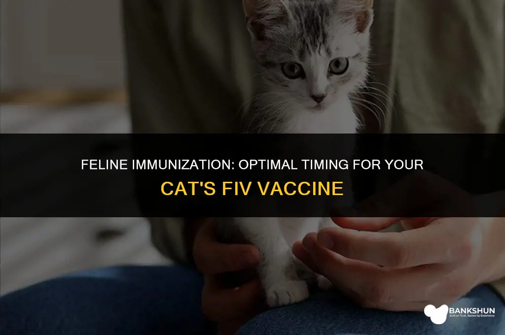 when to vaccinate your cat for fiv