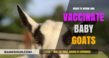 Essential Guide: Timing Worming and Vaccinations for Baby Goats