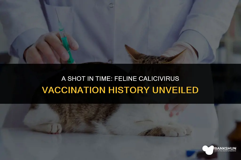 when was the vaccination for feline calicivirus