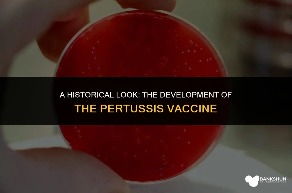 when was the vaccine develope for pertusis