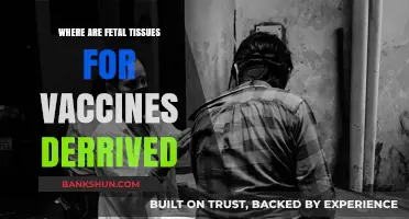 Exploring the Origins of Fetal Tissues in Vaccine Development