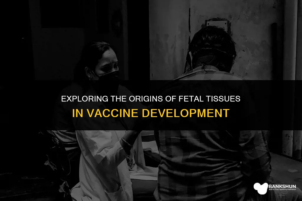 where are fetal tissues for vaccines derrived