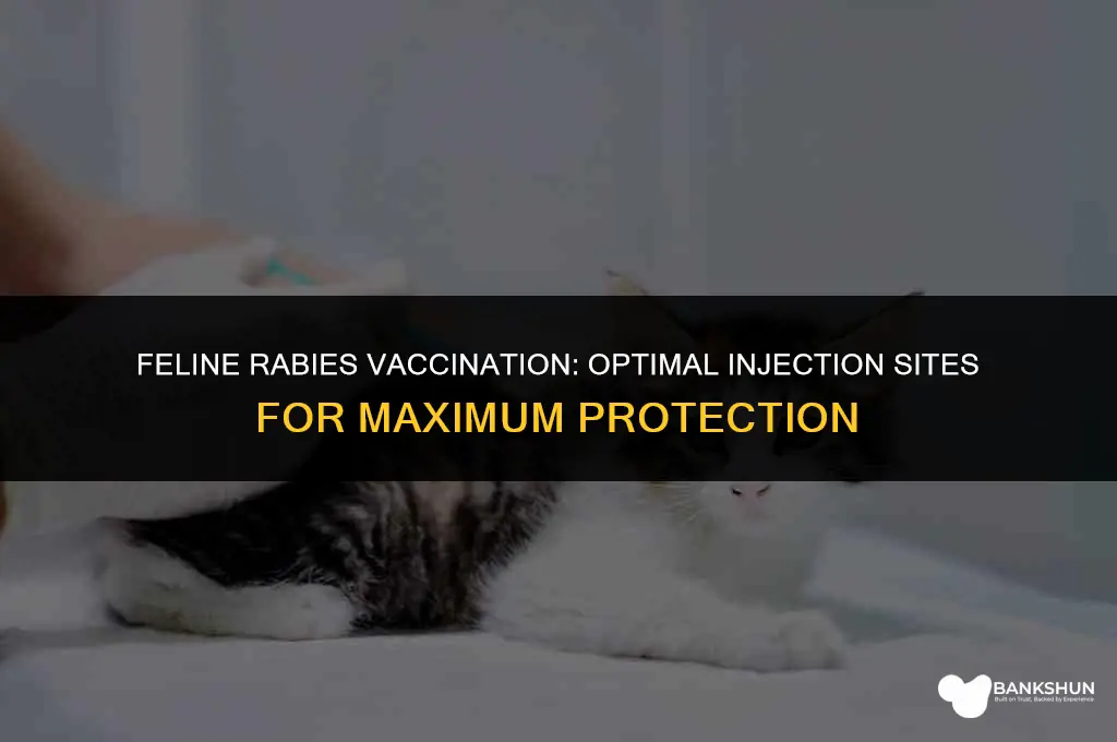 where are rabies vaccines applied to cats