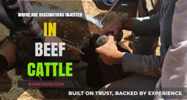Understanding Vaccination Sites in Beef Cattle: A Comprehensive Guide