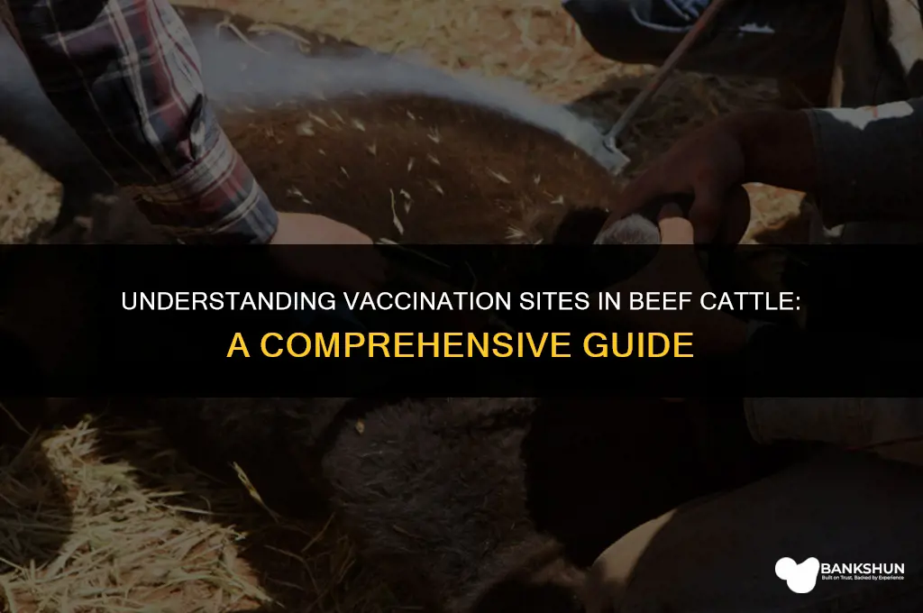 where are vaccinations injected in beef cattle