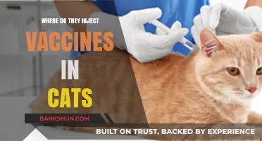 Feline Vaccination Locations: A Guide for Cat Owners
