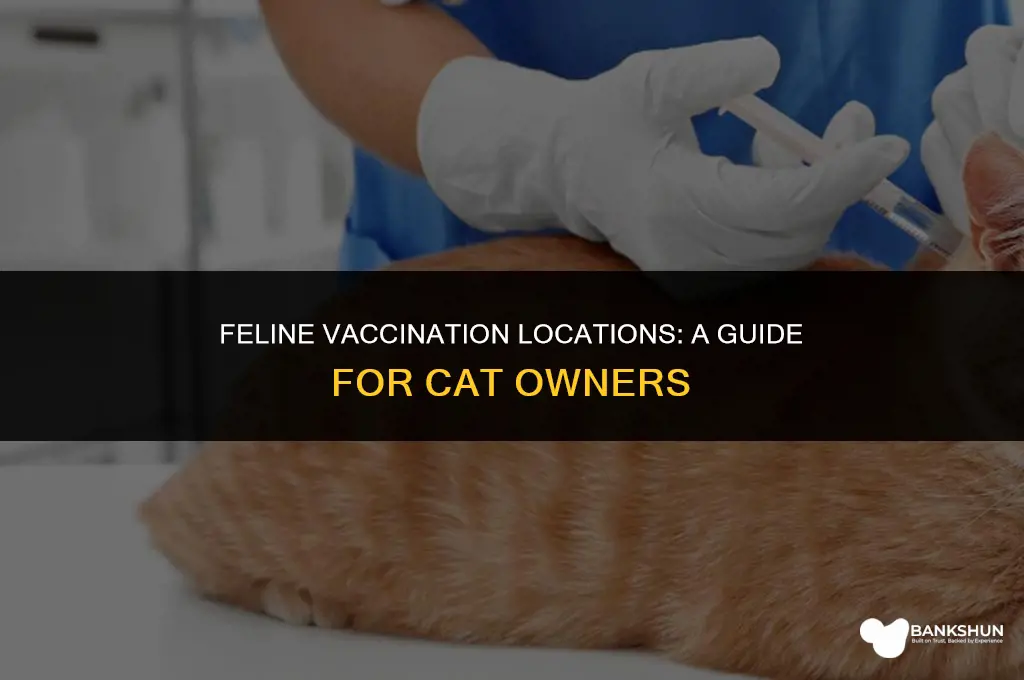 where do they inject vaccines in cats