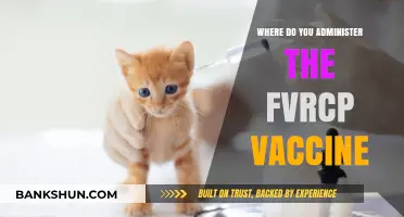 Where to Get Your FVRCP Vaccine: A Comprehensive Guide