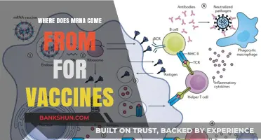 Decoding mRNA Origins: The Science Behind Vaccine Development