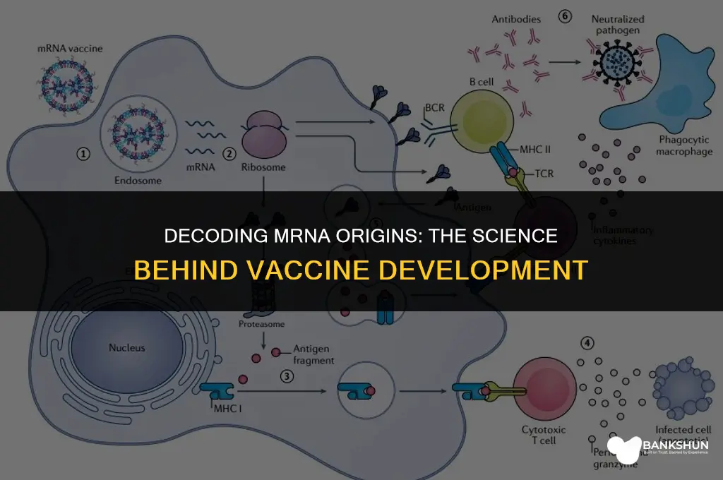 where does mrna come from for vaccines