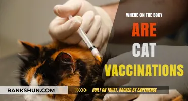 Feline Immunization: A Guide to Cat Vaccination Locations