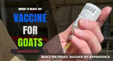Optimal Injection Sites for CDT Vaccine in Goats: A Guide
