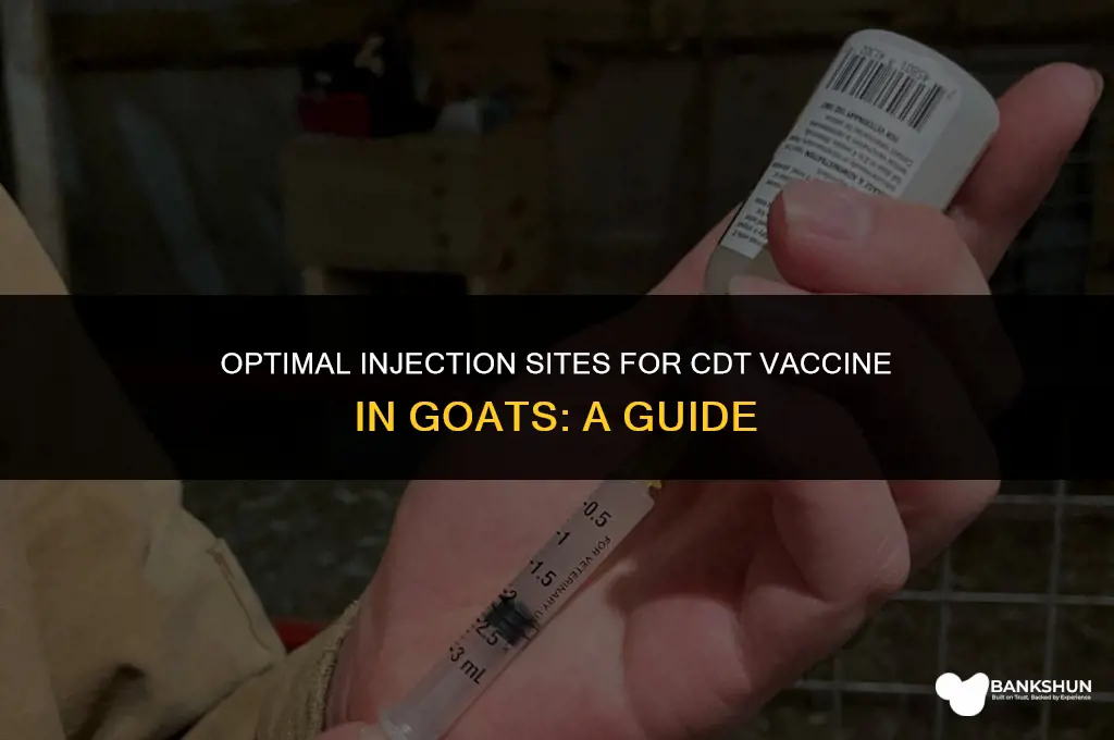 where to inject cdt vaccine for goats