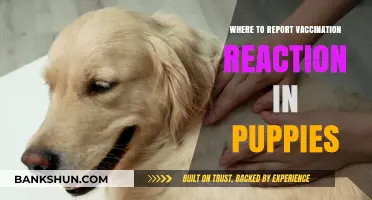 Where to Report Vaccination Reactions in Puppies: A Comprehensive Guide